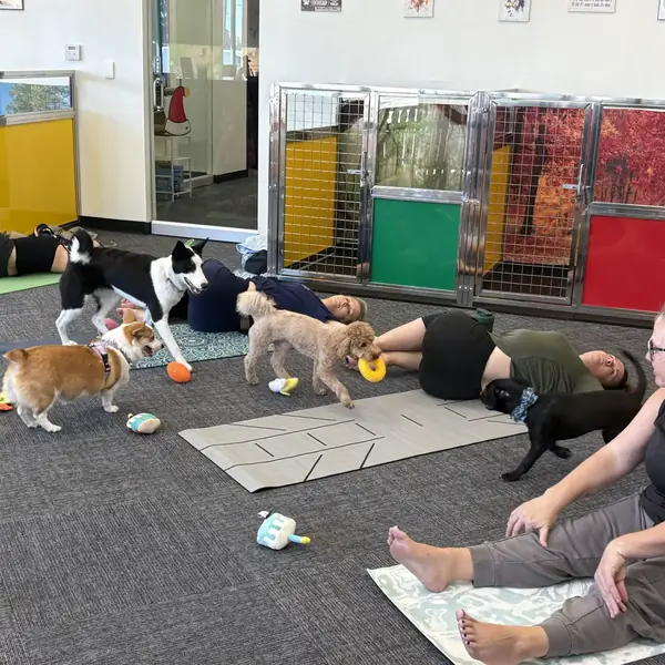 Puppy yoga class at K9 Rox Club Las Vegas